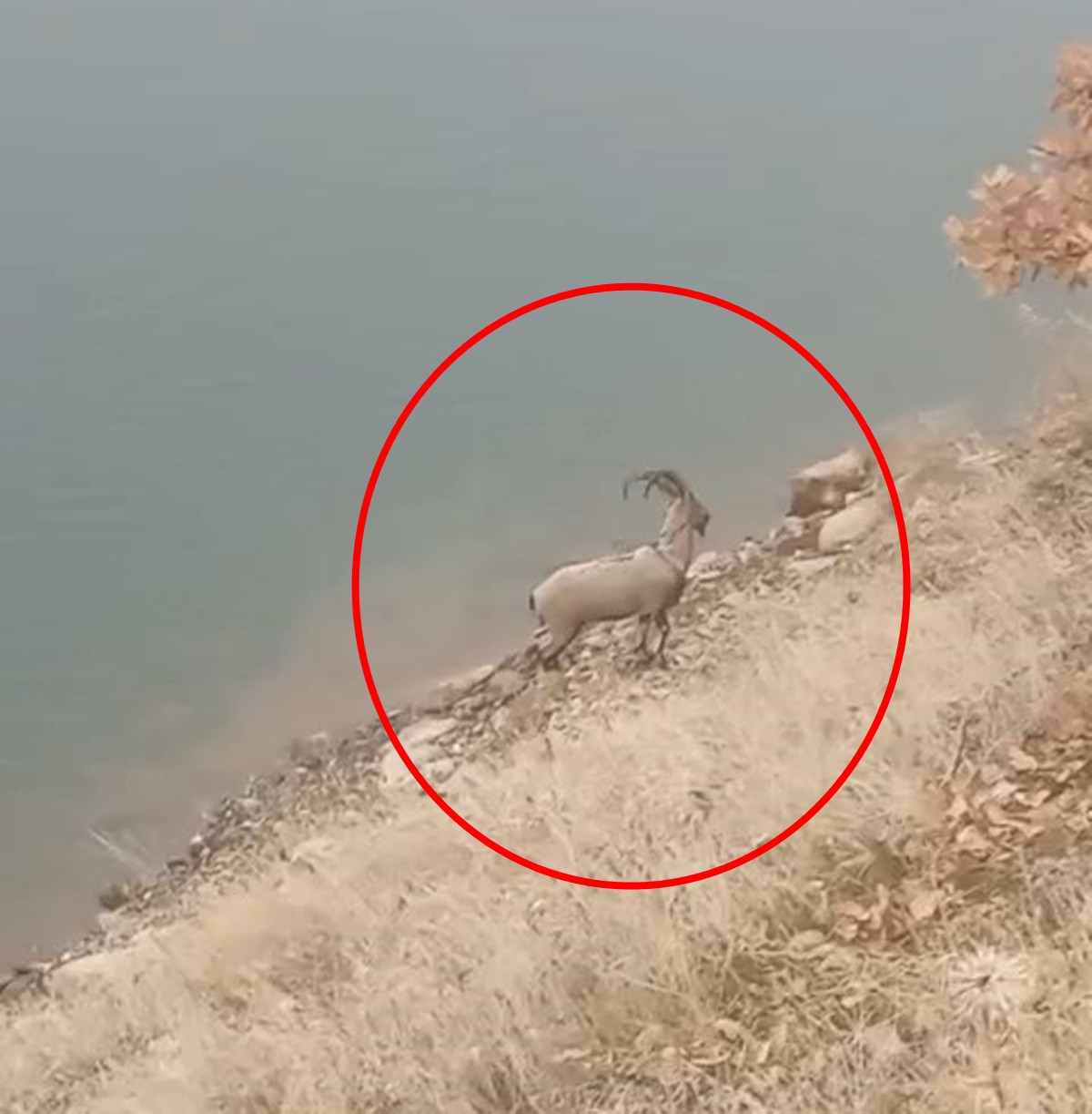  Karşı kıyıya yüzerek geçti, gözden kayboldu