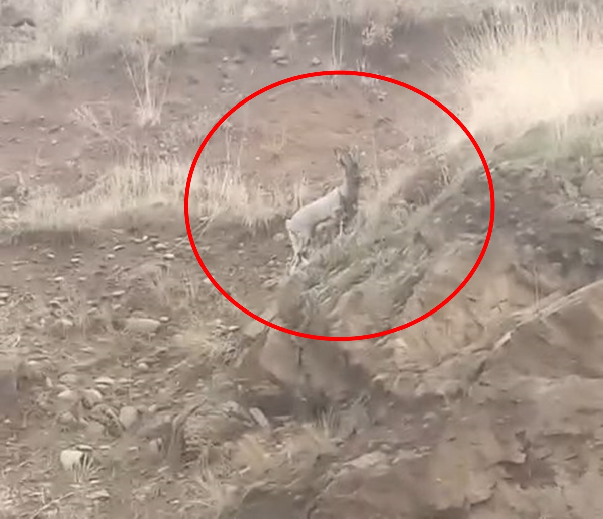  Karşı kıyıya yüzerek geçti, gözden kayboldu