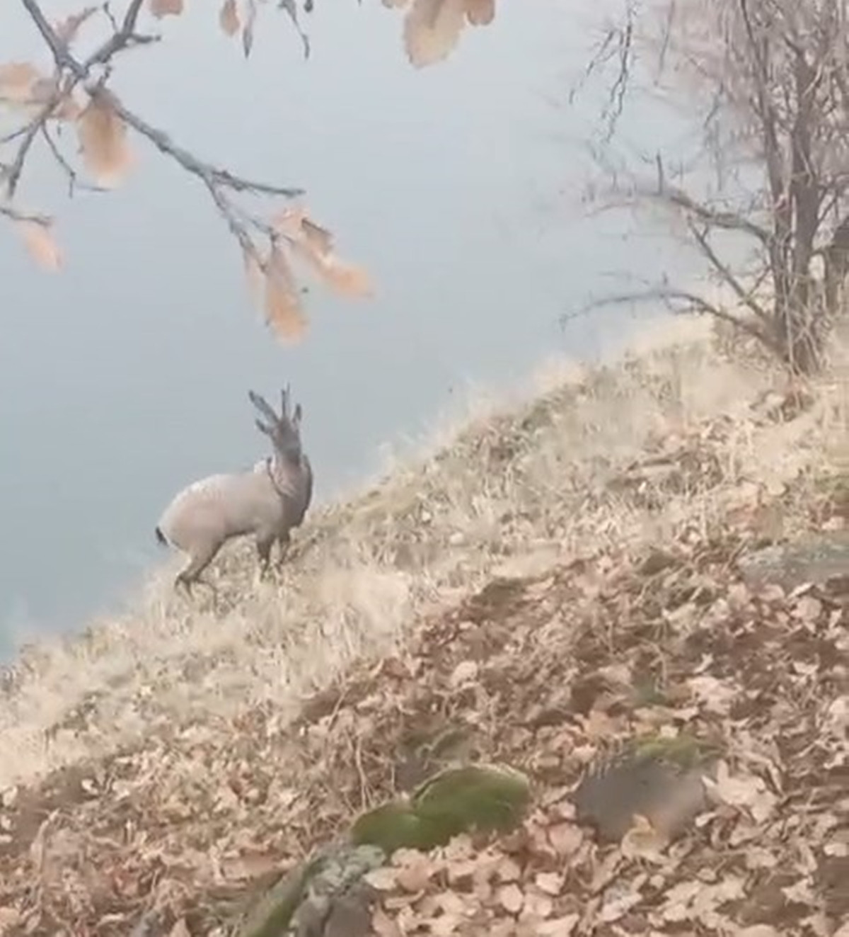  Karşı kıyıya yüzerek geçti, gözden kayboldu