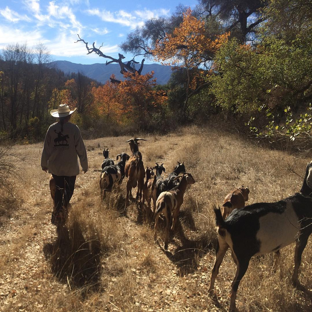‘Kırmızılı kadın’ meşhur elbisesini çıkarıp çiftliğe yerleşti… Bir yanında torunu bir yanında keçileri, mutlu mesut yaşıyor