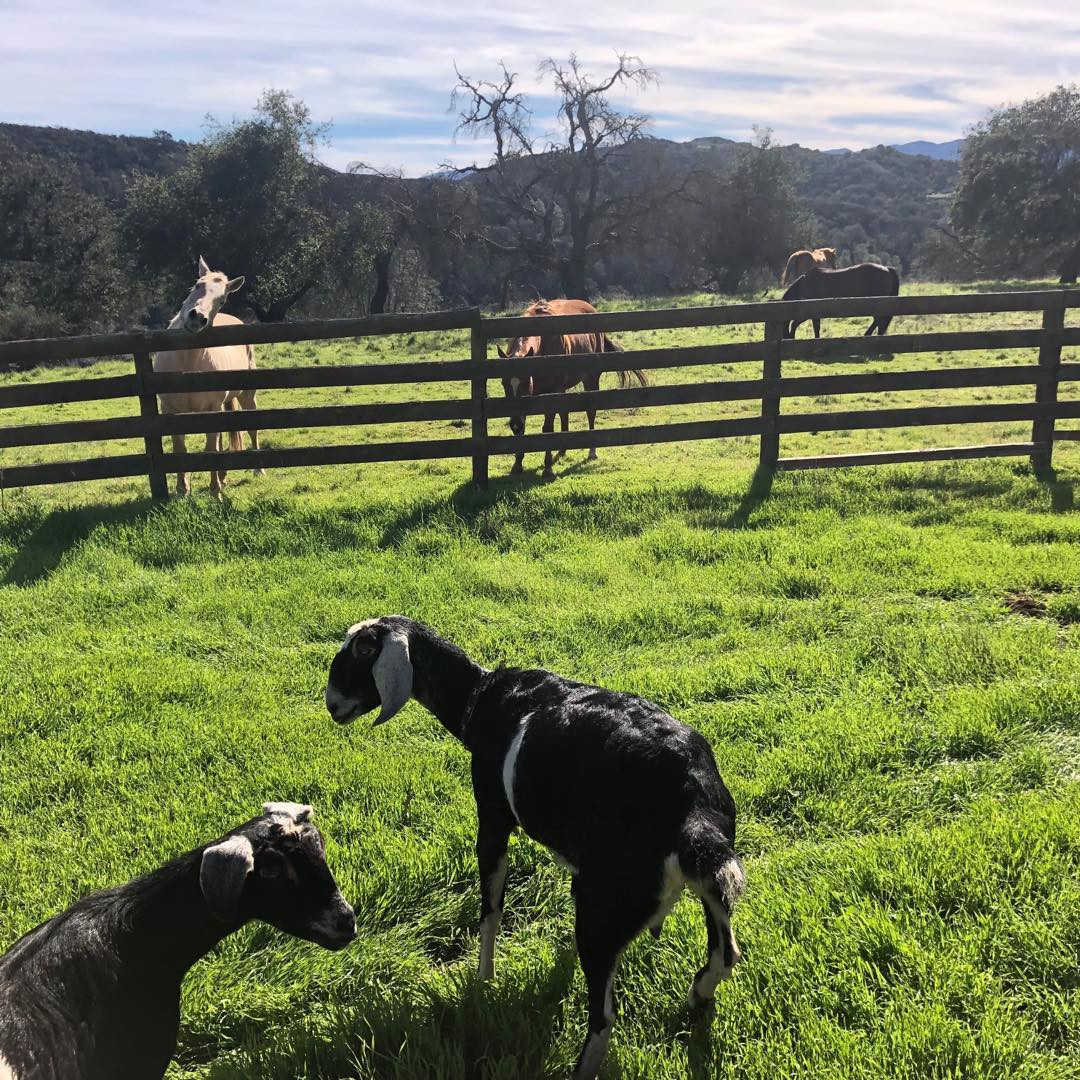 ‘Kırmızılı kadın’ meşhur elbisesini çıkarıp çiftliğe yerleşti… Bir yanında torunu bir yanında keçileri, mutlu mesut yaşıyor