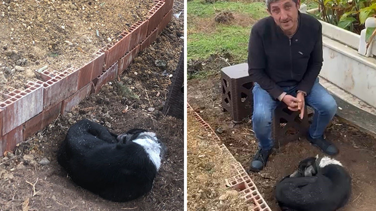 Köpeğin vefasını görenler hüzne boğuldu! 'Ağlıyor, titriyordu, İnsanlar örnek almalı'