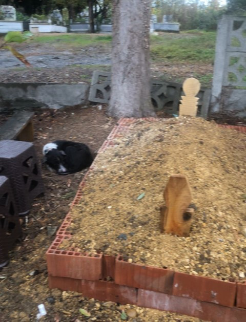 Köpeğin vefasını görenler hüzne boğuldu Ağlıyor, titriyordu, İnsanlar örnek almalı Köpeğin vefasını görenler hüzne boğuldu Ağlıyor, titriyordu, İnsanlar örnek almalı