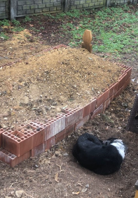 Köpeğin vefasını görenler hüzne boğuldu Ağlıyor, titriyordu, İnsanlar örnek almalı Köpeğin vefasını görenler hüzne boğuldu Ağlıyor, titriyordu, İnsanlar örnek almalı