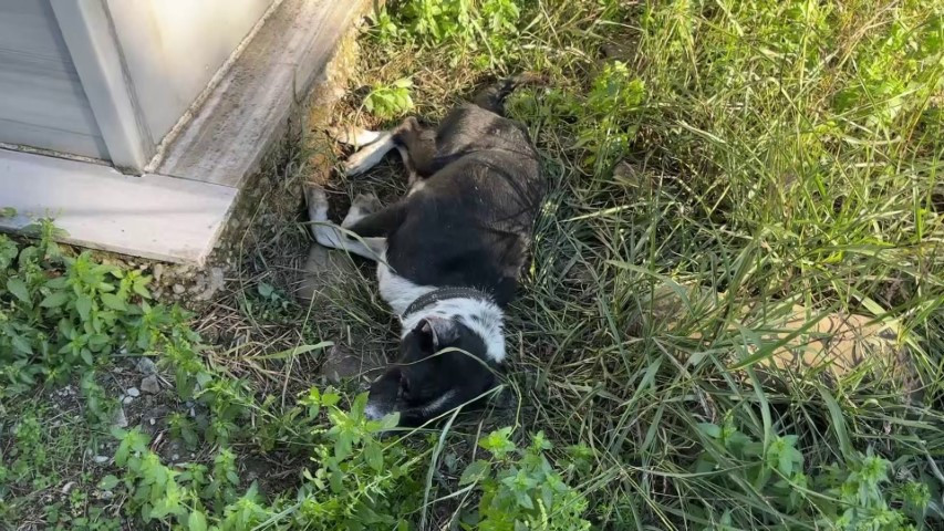 Köpeğin vefasını görenler hüzne boğuldu Ağlıyor, titriyordu, İnsanlar örnek almalı Köpeğin vefasını görenler hüzne boğuldu Ağlıyor, titriyordu, İnsanlar örnek almalı