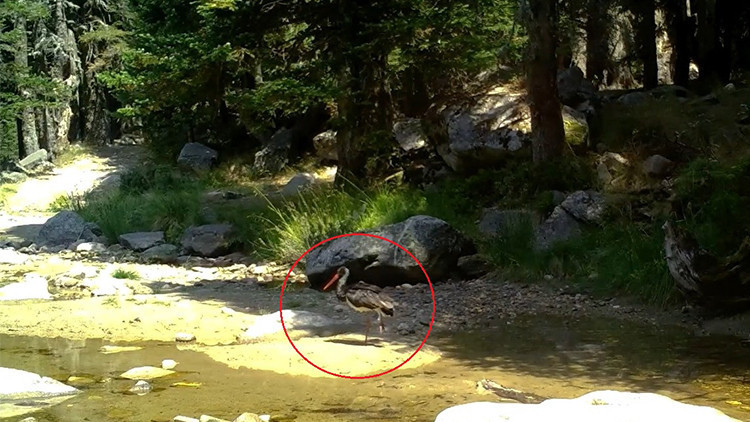 Türkiye'de nadir görülen bir tür: Fotokapanla böyle görüntülendi