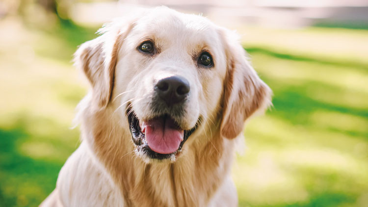 Poni’nin velayeti belli oldu! Hafta içi ‘baba’da hafta sonu ‘anne’de