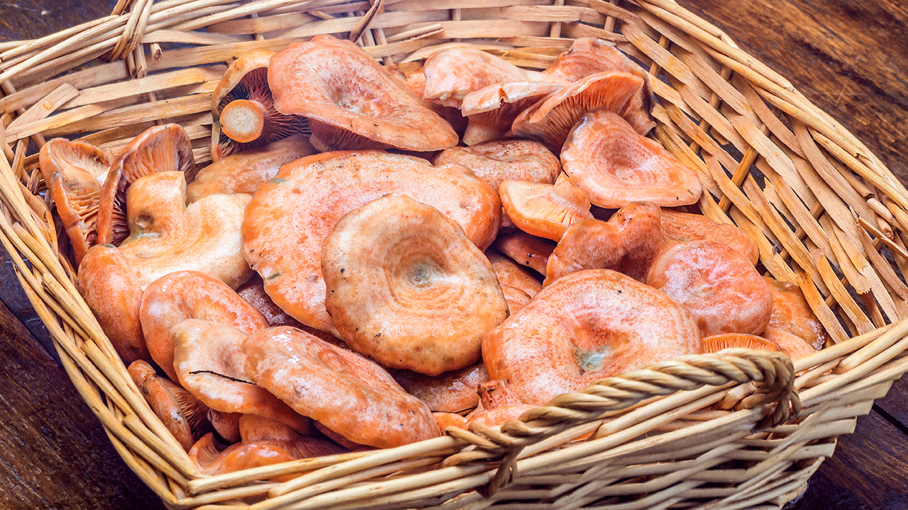 Sonbaharın ormanlardan gelen hediyesi: Kanlıca mantarı ve pişirme rehberi