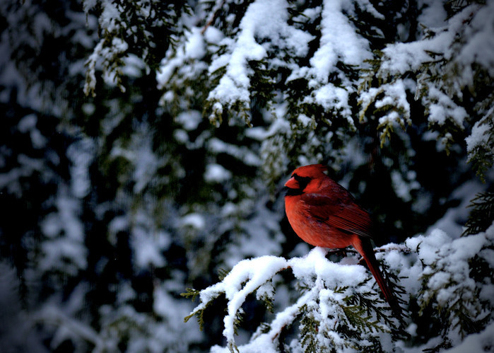 ZEMHERİ SOĞUKLARI TARİHLERİ