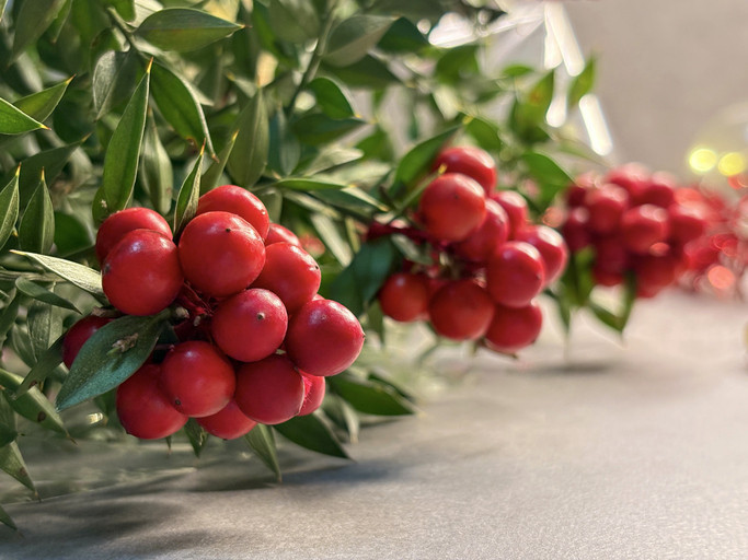 KOKİNA ÇİÇEĞİ NEDİR