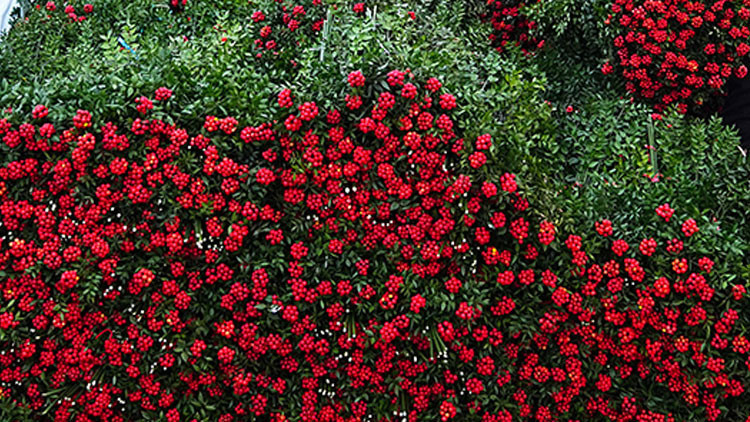 KOKİNA NASIL BAKILIR, SUYA KONUR MU