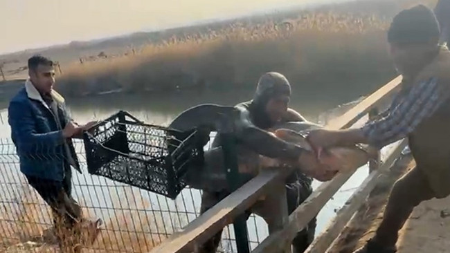 Olta ve ağ kullanmadan balıkları yakalıyor: İnanmayan gelip görebilir