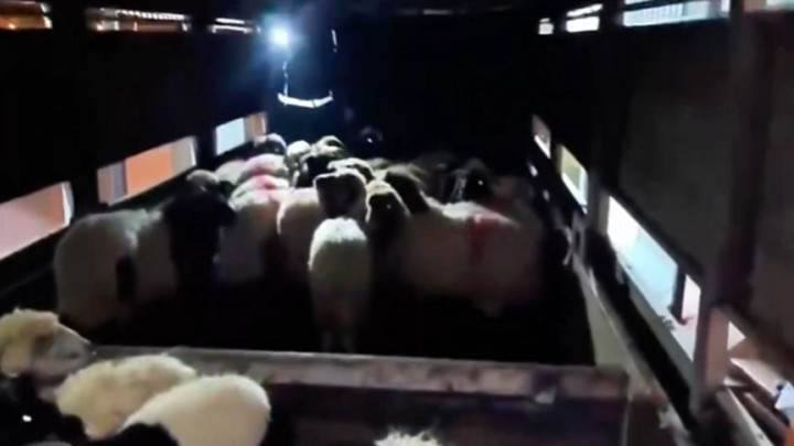 Uyuşturucuyu küçükbaş hayvanların karın boşluklarının içine gizlemişler! 2 şüpheli gözaltına alındı