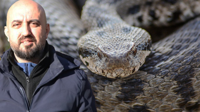 Ege, Akdeniz, İç Anadolu ve Trakya'da görülüyor: 1 metreye kadar büyüyebiliyor! 'Gece ve sabaha karşı aktif'