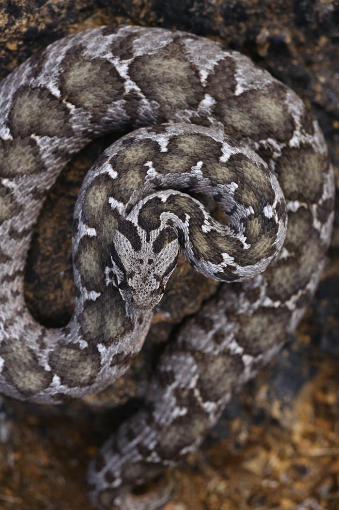 Ege, Akdeniz, İç Anadolu ve Trakyada görülüyor: 1 metreye kadar büyüyebiliyor Gece ve sabaha karşı aktif Ege, Akdeniz, İç Anadolu ve Trakyada görülüyor: 1 metreye kadar büyüyebiliyor Gece ve sabaha karşı aktif