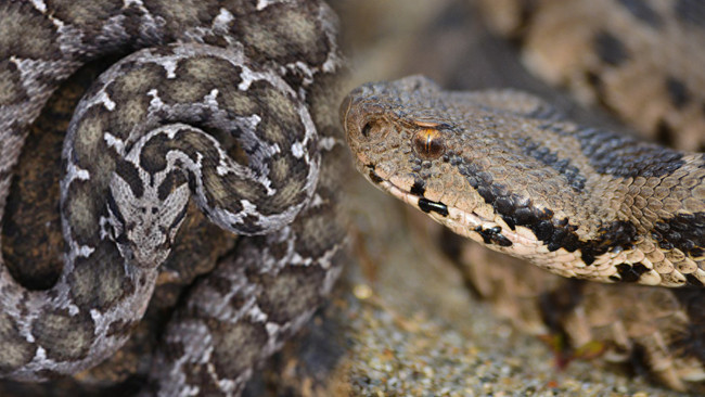 Ege, Akdeniz, İç Anadolu ve Trakyada görülüyor: 1 metreye kadar büyüyebiliyor Gece ve sabaha karşı aktif Ege, Akdeniz, İç Anadolu ve Trakyada görülüyor: 1 metreye kadar büyüyebiliyor Gece ve sabaha karşı aktif