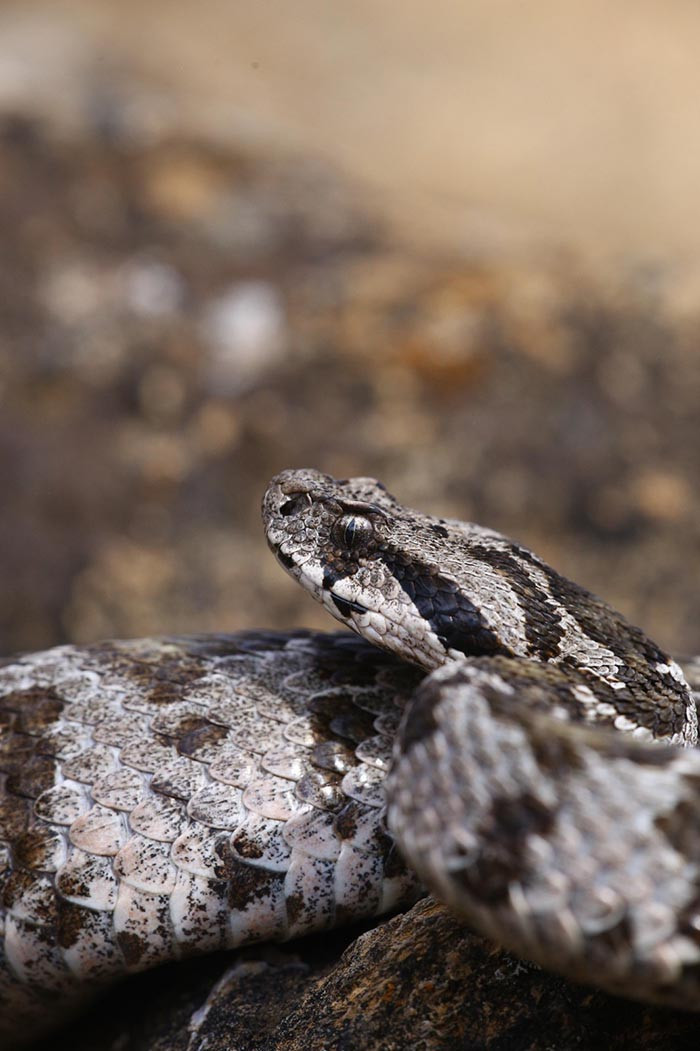 Ege, Akdeniz, İç Anadolu ve Trakyada görülüyor: 1 metreye kadar büyüyebiliyor Gece ve sabaha karşı aktif Ege, Akdeniz, İç Anadolu ve Trakyada görülüyor: 1 metreye kadar büyüyebiliyor Gece ve sabaha karşı aktif