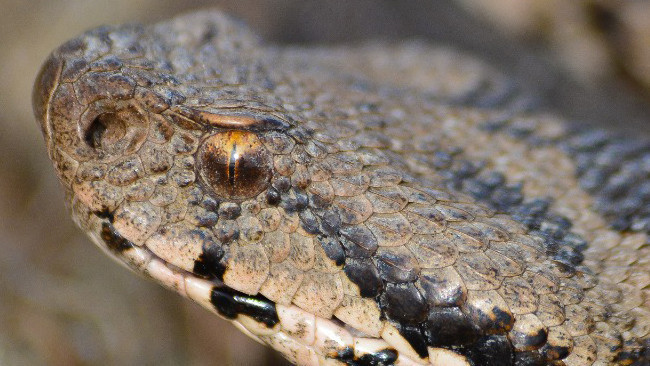 Ege, Akdeniz, İç Anadolu ve Trakyada görülüyor: 1 metreye kadar büyüyebiliyor Gece ve sabaha karşı aktif Ege, Akdeniz, İç Anadolu ve Trakyada görülüyor: 1 metreye kadar büyüyebiliyor Gece ve sabaha karşı aktif