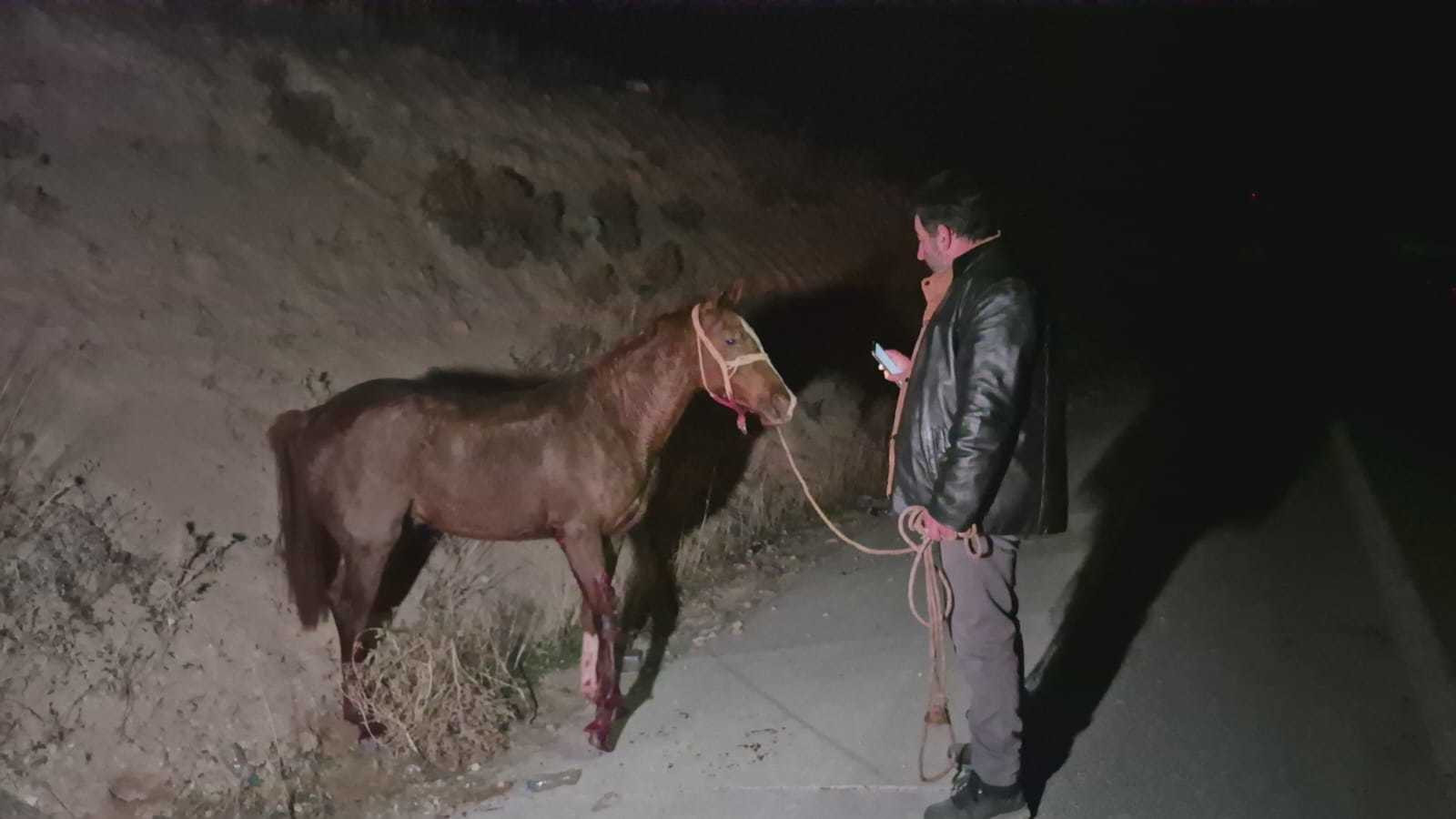 Malatya'da milyonluk yarış tayları çiftlikten kaçtı; 8'i öldü, bazıları kayıp