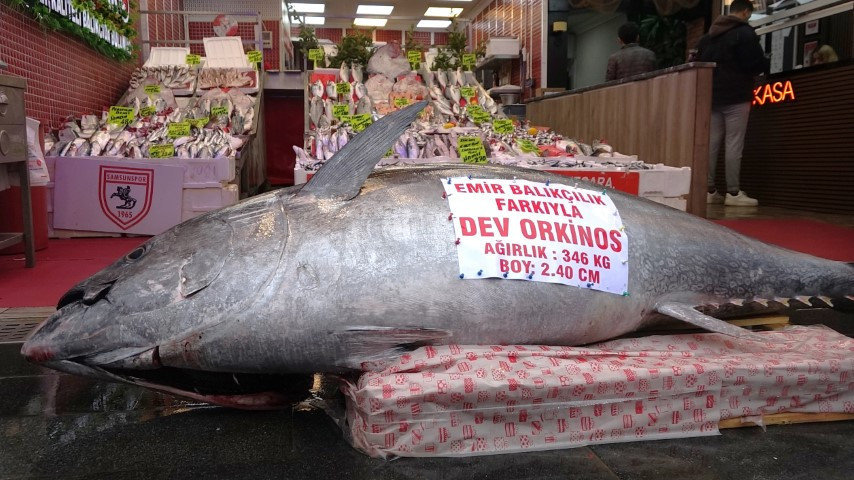  346 kilo ağırlığında ve 2 metre 40 santim boyunda