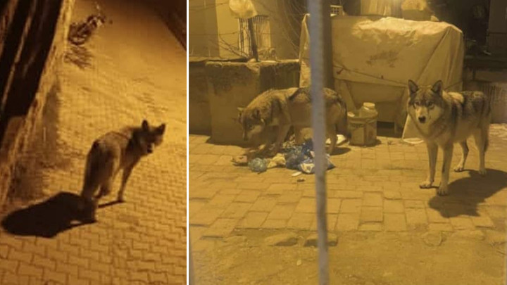 Ankara'da aç kalan kurtlar Beypazarı'na inerek yiyecek aradı