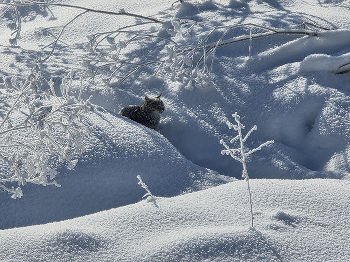 Türkiyenin en soğuk yeri oldu O ilçe eksi 39.7 dereceyi gördü Türkiyenin en soğuk yeri oldu O ilçe eksi 39.7 dereceyi gördü