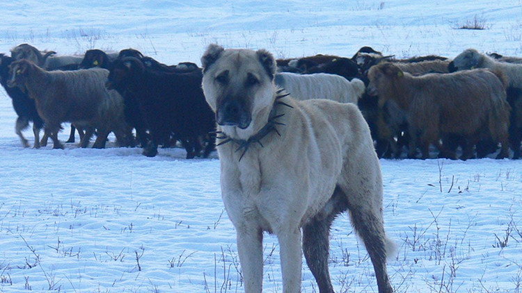 Atatürk'ün onayı ile Anadolu'dan ABD'ye gönderilen köpekler: İkinci Dünya Savaşında donanmada görev aldılar