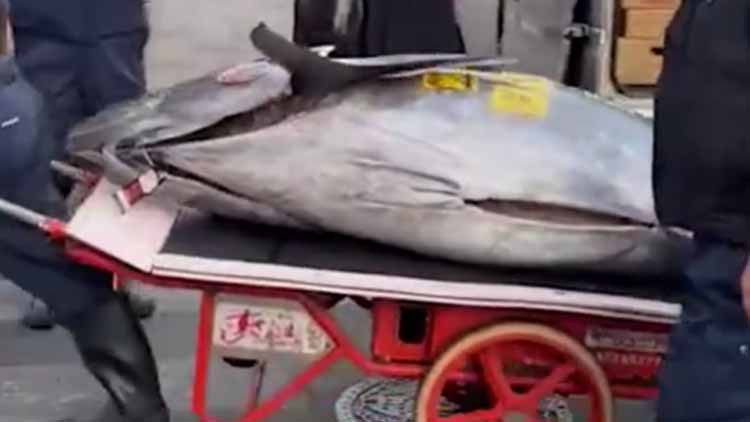 Dev orkinosa milyon dolarlık teklif: Rekor fiyata satıldı