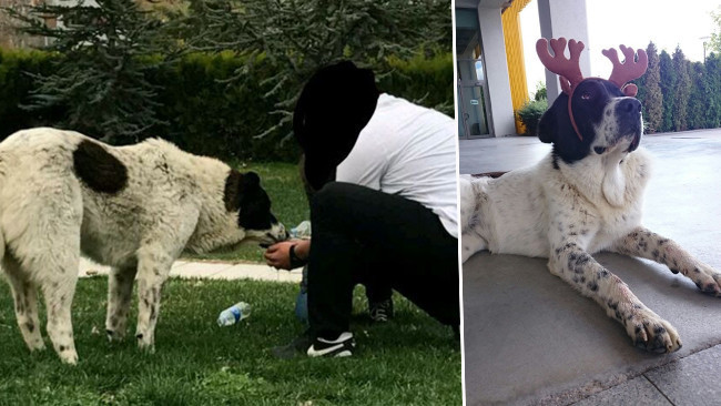 'Matmazel'in darbedilerek öldürüldüğü iddiasına soruşturma: 'Gömüldüğü yerden çıkarıldı'