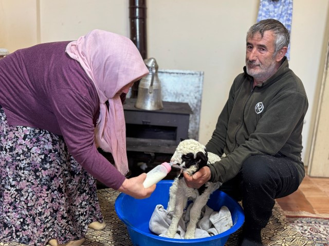 Adını Kıvırcık koydukları kuzuya evde bebek gibi bakıyorlar