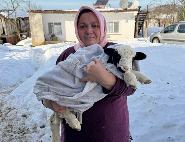 Adını Kıvırcık koydukları kuzuya evde bebek gibi bakıyorlar