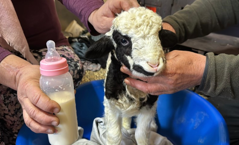 Adını Kıvırcık koydukları kuzuya evde bebek gibi bakıyorlar