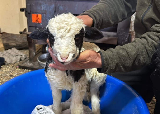 Adını Kıvırcık koydukları kuzuya evde bebek gibi bakıyorlar