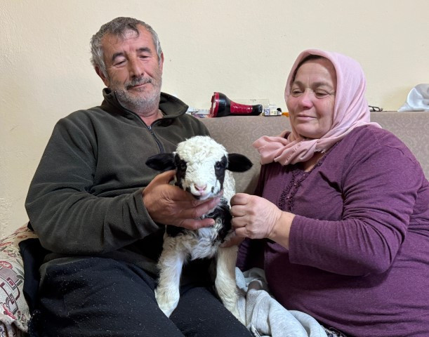 Adını Kıvırcık koydukları kuzuya evde bebek gibi bakıyorlar