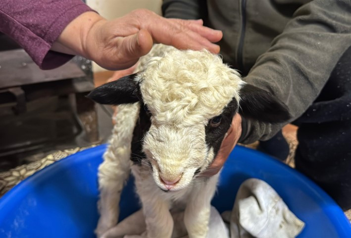 Adını Kıvırcık koydukları kuzuya evde bebek gibi bakıyorlar