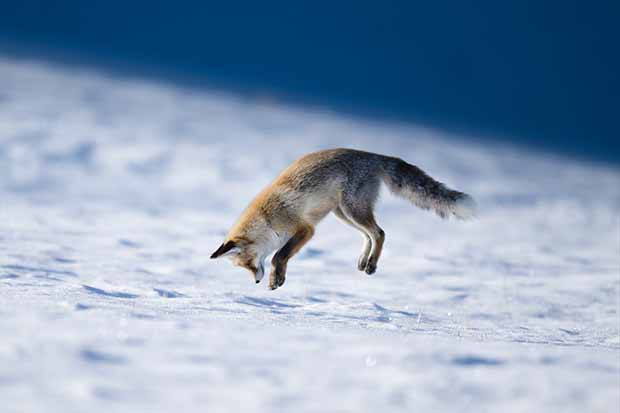 Eksi 20 derecede tilkilerin hayatta kalma mücadelesi