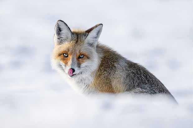 Eksi 20 derecede tilkilerin hayatta kalma mücadelesi