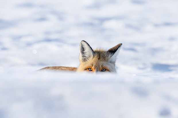 Eksi 20 derecede tilkilerin hayatta kalma mücadelesi