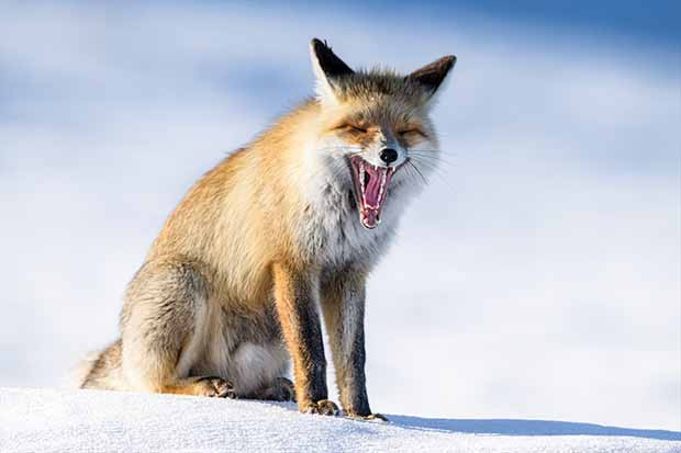 Eksi 20 derecede tilkilerin hayatta kalma mücadelesi