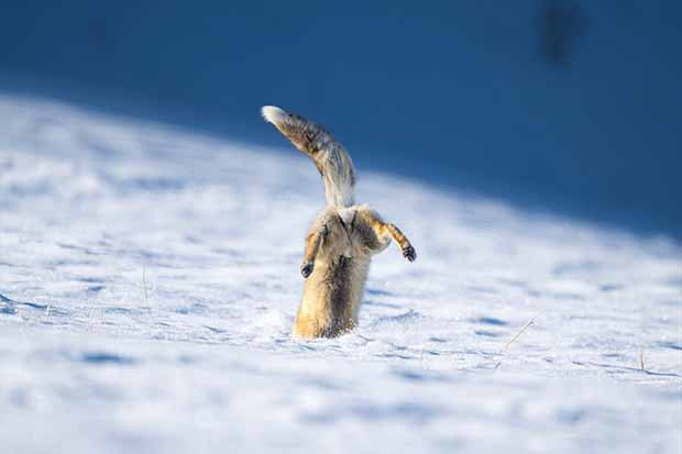 Eksi 20 derecede tilkilerin hayatta kalma mücadelesi