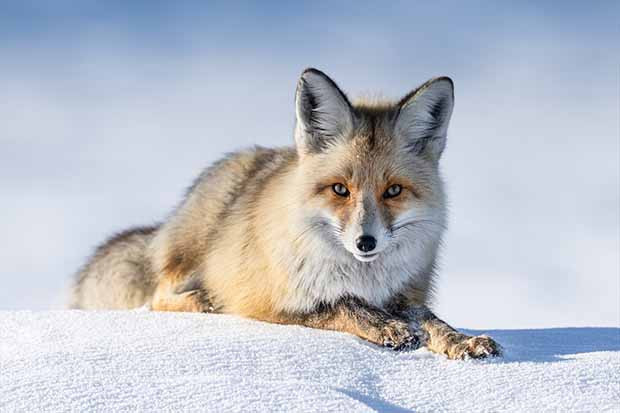 Eksi 20 derecede tilkilerin hayatta kalma mücadelesi