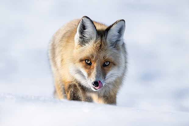 Eksi 20 derecede tilkilerin hayatta kalma mücadelesi
