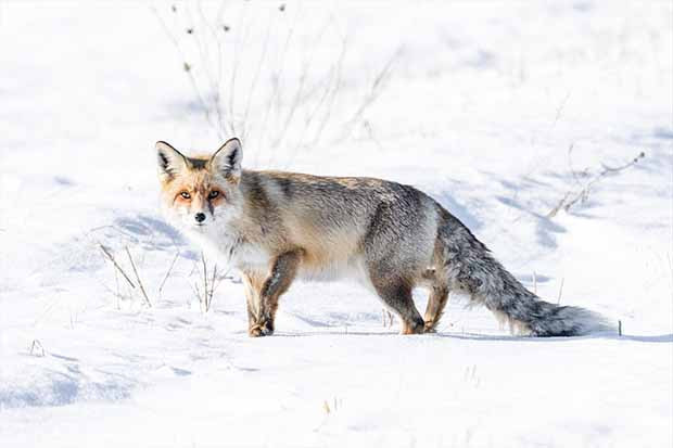 Eksi 20 derecede tilkilerin hayatta kalma mücadelesi