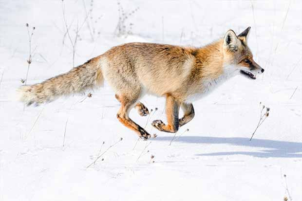 Eksi 20 derecede tilkilerin hayatta kalma mücadelesi
