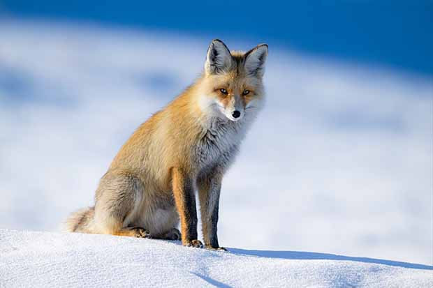 Eksi 20 derecede tilkilerin hayatta kalma mücadelesi