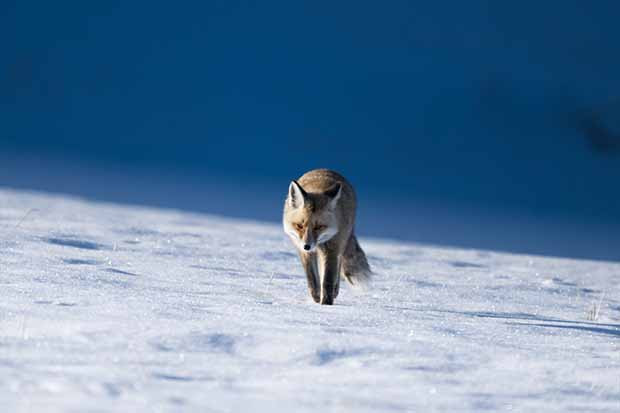 Eksi 20 derecede tilkilerin hayatta kalma mücadelesi