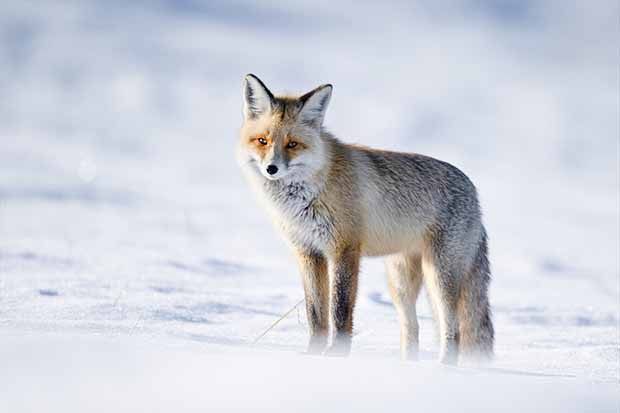 Eksi 20 derecede tilkilerin hayatta kalma mücadelesi