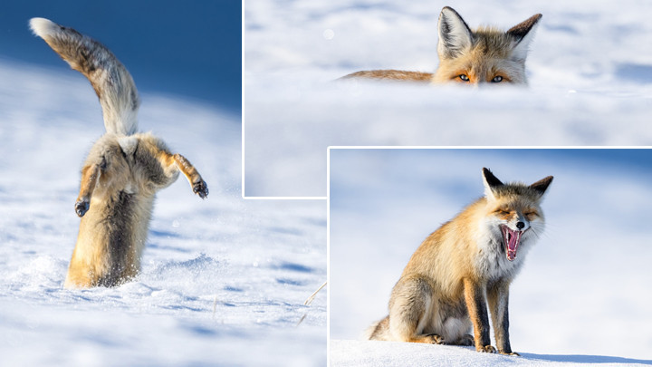 Eksi 20 derecede tilkilerin hayatta kalma mücadelesi