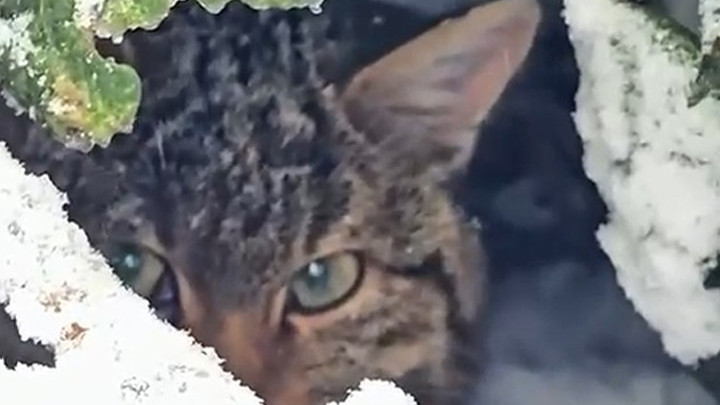 Bolu'da karla kaplı ormanda fotokapanla görüntülendi