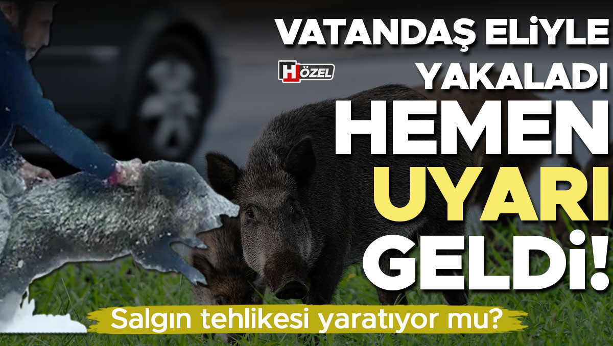 Vatandaş domuzu elleriyle yakaladı, hemen uyarı geldi: Çok riskli | Salgın çıkma ihtimali var mı?